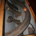 Бивень мамонта Бивень мамонта