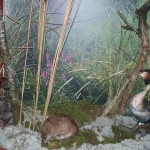 представники фауни Холминський музей представники фауни Холминський музей