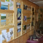 представники флори Холминський музей представники флори Холминський музей